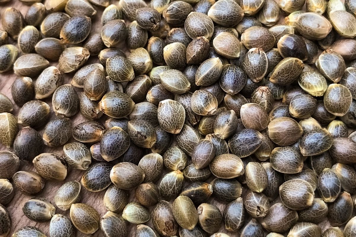 hemp seeds